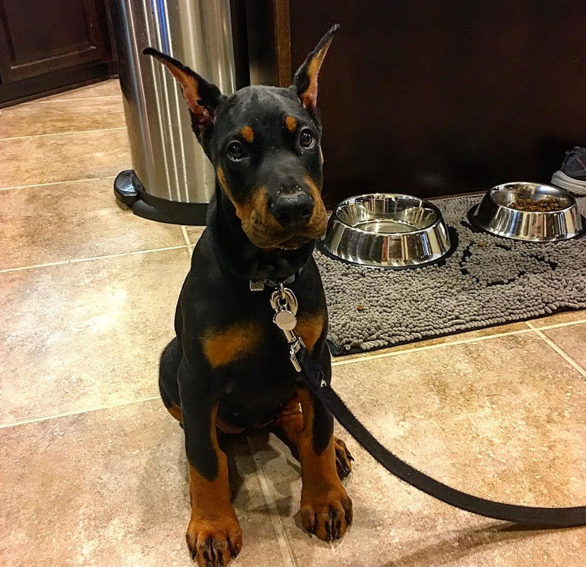 Doberman Pinscher Puppy