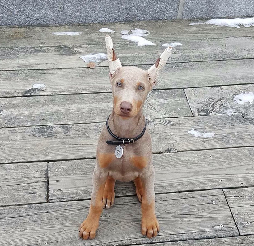 Doberman Pinscher Puppy