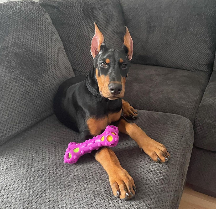 Doberman Pinscher Puppy