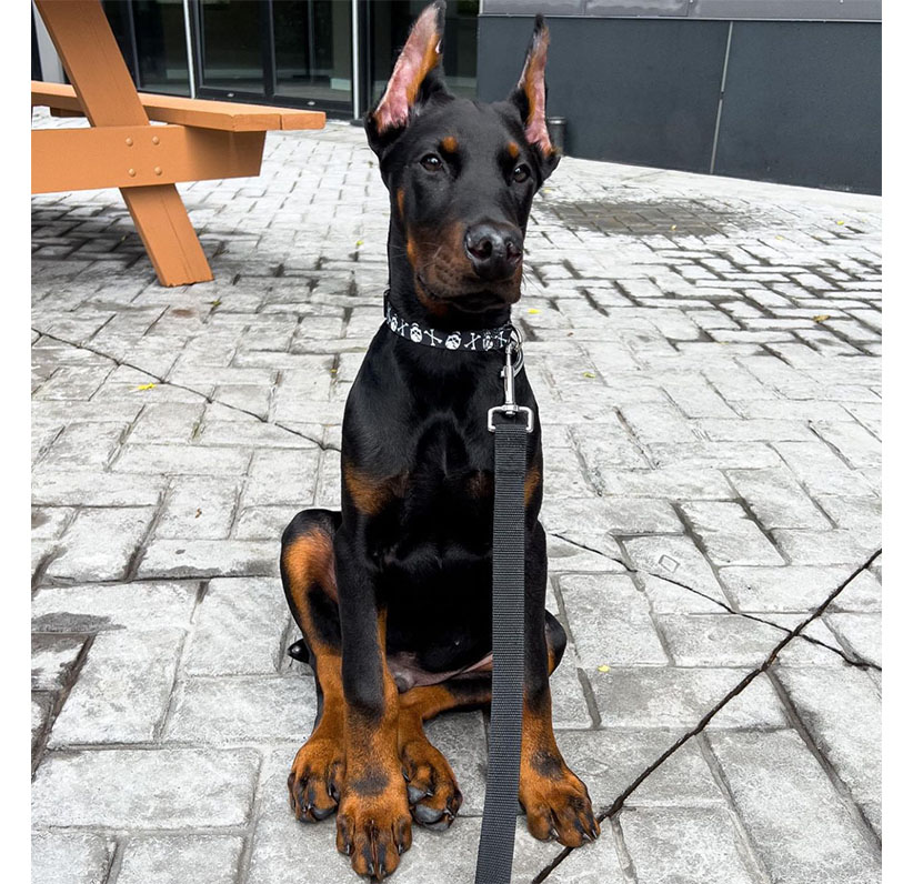 Doberman Pinscher Puppy