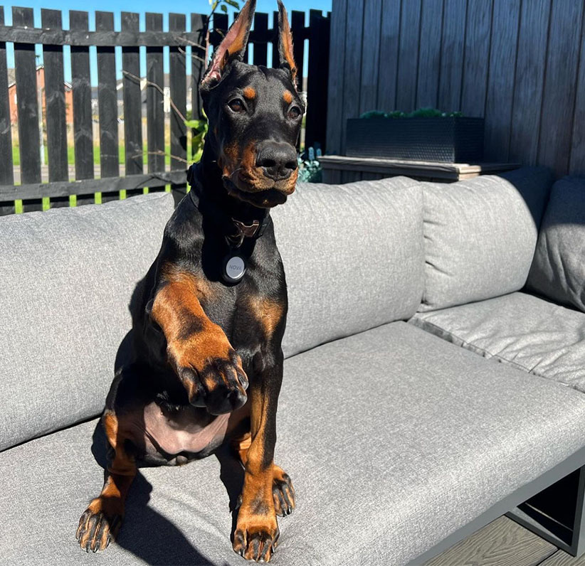 Doberman Pinscher Puppy